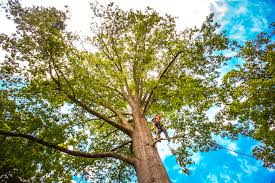 Thatcher, UT Tree Services Company